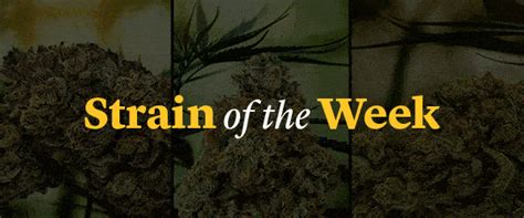 papa don cannabis strain.
